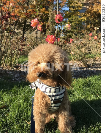rose toy poodle rose toy poodle 95623389