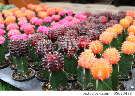 Gymnocalycium cactus are in nursery plate. 95623488