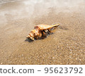 hermit crab on the sand 95623792