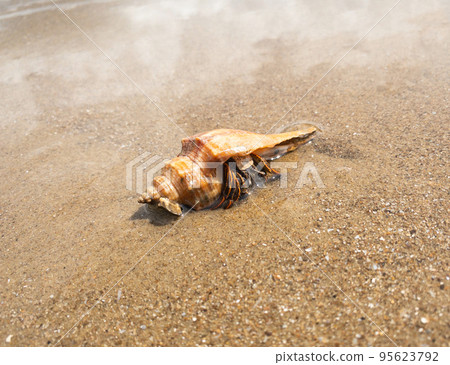 hermit crab on the sand hermit crab on the sand 95623792