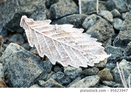 frost, frost, winter, cold, ground, leaf, ice, frozen, stone, nature, stone, plant, frozen, deciduous 95623947