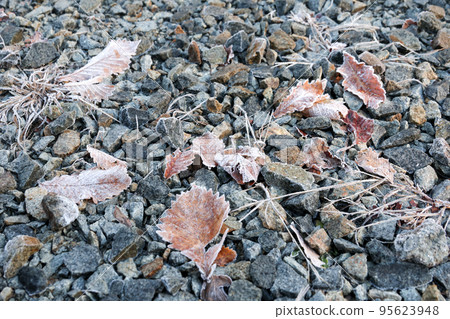 frost, frost, winter, cold, ground, leaf, ice, frozen, stone, nature, stone, plant, frozen, deciduous 95623948