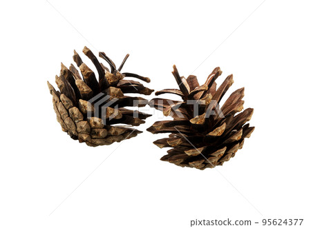 Cones of coniferous trees 95624377