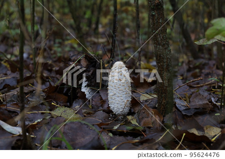 Coprinus comatus or shaggy ink cap mushroom in the autumn forest  95624476