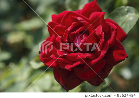 Arao City Ominous Citizen Flower Bed Rose Flower, Arao City Ominous Citizen Flower Bed Rose Flower, 95624484