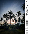 coconut trees view 95625793
