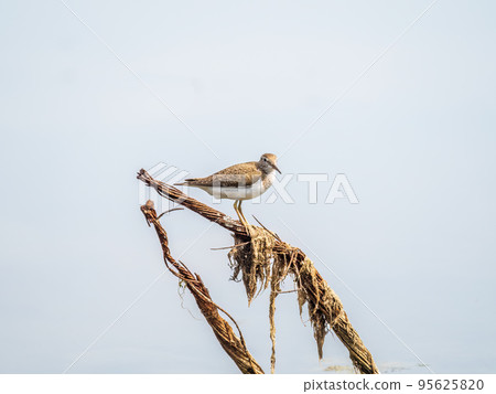 Common sandpiper, Actitis hypoleucos, resting lake shore with reflection in water. 95625820