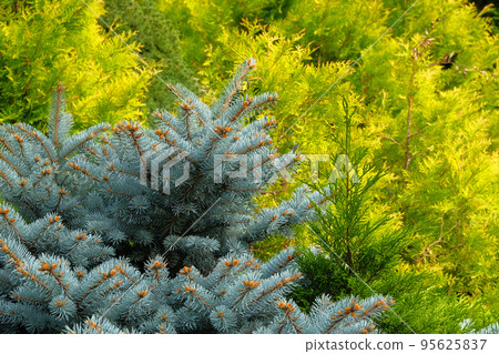 Blue spruce and green cypress in garden store. Blue spruce branches close up. Coniferous plant which decorate landscape. Garden shop. Blue spruce and green cypress in garden store. Blue spruce branches close up. Coniferous plant which decorate landscape. Garden shop. 95625837