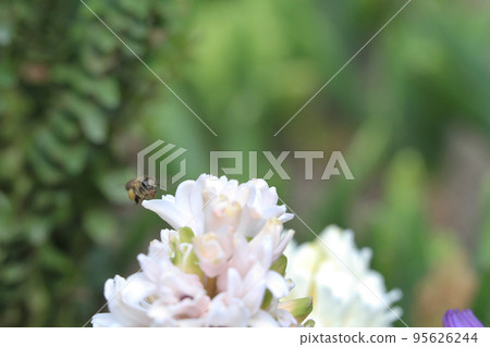 traditional easter flowers, flower background, easter background 17 March 2012 traditional easter flowers, flower background, easter background 17 March 2012 95626244