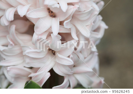 traditional easter flowers, flower background, easter background 17 March 2012 traditional easter flowers, flower background, easter background 17 March 2012 95626245
