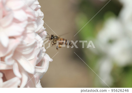 traditional easter flowers, flower background, easter background 17 March 2012 traditional easter flowers, flower background, easter background 17 March 2012 95626246