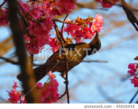  Cherry blossoms and birds 95626938