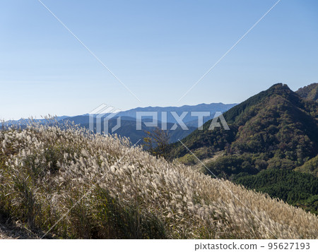 Pampas grass that spreads across the Soni Highlands in autumn Pampas grass that spreads across the Soni Highlands in autumn 95627193