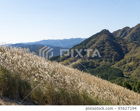 Pampas grass that spreads across the Soni Highlands in autumn Pampas grass that spreads across the Soni Highlands in autumn 95627194