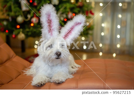 White terrier dog with rabbit ears at home on the background of a Christmas tree a new year rabbit. High quality photo White terrier dog with rabbit ears at home on the background of a Christmas tree a new year rabbit. High quality photo 95627215