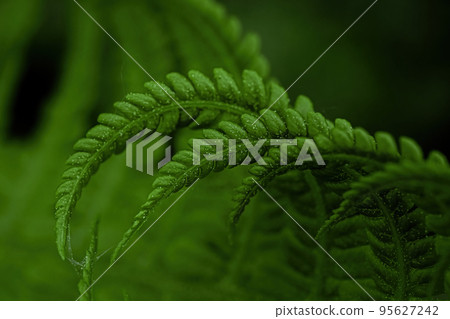 Fern macro with in abstraction and dark processing for background or splash screen 95627242
