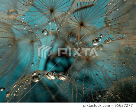 Abstract dandelion flower background. Seed macro closeup. Soft focus . Spring nature. High quality photo Abstract dandelion flower background. Seed macro closeup. Soft focus . Spring nature. High quality photo 95627277