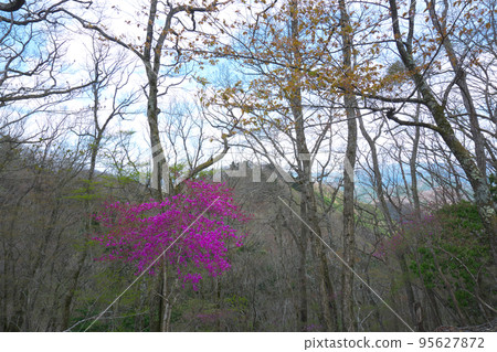 The view from Yahazu Castle, in which Rhododendron dilatatum blooms, Tsuyama City, Okayama Prefecture 95627872