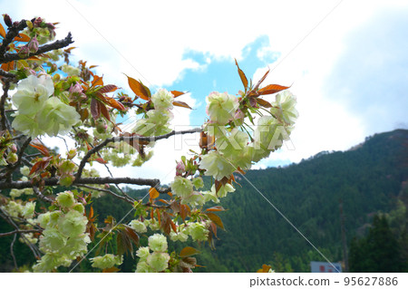 山間盛開的宇金櫻岡山縣津山市1 95627886