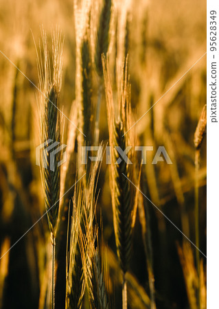 Wheat field at sunset . Golden ears of wheat . The concept of harvest 95628349