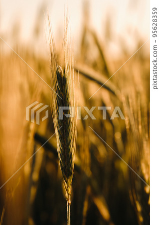Wheat field at sunset . Golden ears of wheat . The concept of harvest Wheat field at sunset . Golden ears of wheat . The concept of harvest 95628359
