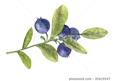 Watercolor Hand Drawn illustration of Blueberry branch. Forest Plant with Blue Berries. Bilberry with green leaves on white background Watercolor Hand Drawn illustration of Blueberry branch. Forest Plant with Blue Berries. Bilberry with green leaves on white background 95629347