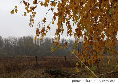 Yellow leaves in the autumn forest, fall forest atmosphere Yellow leaves in the autumn forest, fall forest atmosphere 95629568