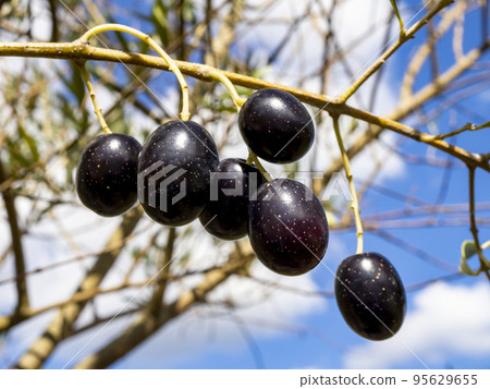 成熟的橄欖果實（黑橄欖）映襯著藍天 95629655
