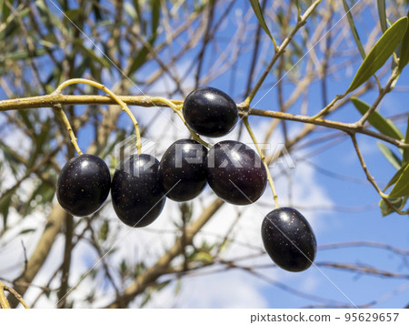 成熟的橄欖果實（黑橄欖）映襯著藍天 95629657