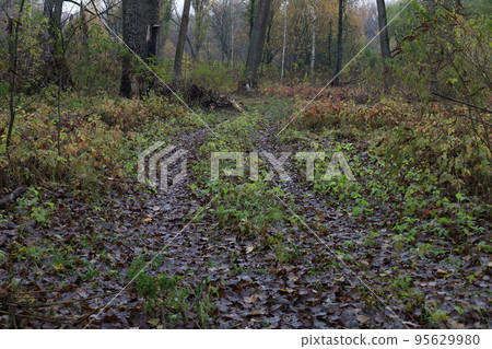 Road in the autumn forest Road in the autumn forest 95629980