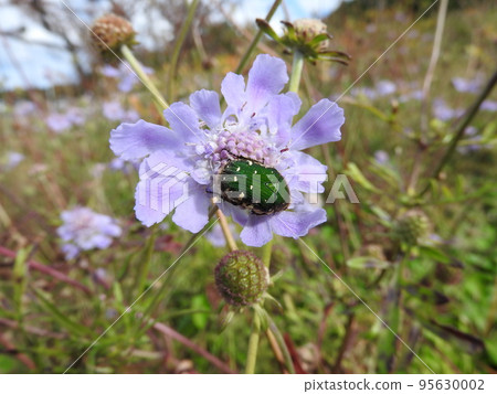 多年生金銀花“松蟲草”的花 95630002