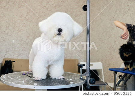 A beautiful bichon frise dog with clean washed fur on the grooming table before a haircut. A large amount of wool hides the dog's eyes A beautiful bichon frise dog with clean washed fur on the grooming table before a haircut. A large amount of wool hides the dog's eyes 95630135