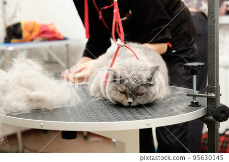 Cat grooming in pet beauty salon. Grooming master cuts and shaves a cat, cares for a cat. 95630145