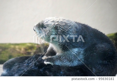 sea otter stomach fir tree sea otter stomach fir tree 95630181