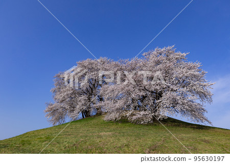 Cherry blossoms blooming on the hill Shiroishi Inariyama ancient tomb, Fujioka city, Gunma prefecture Cherry blossoms blooming on the hill Shiroishi Inariyama ancient tomb, Fujioka city, Gunma prefecture 95630197