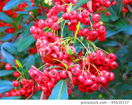 紅堅果 紅堅果 95630337