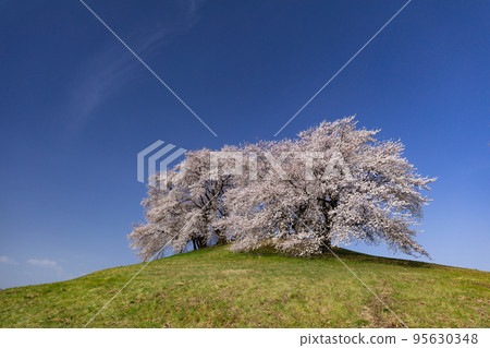 Cherry blossoms blooming on the hill Shiroishi Inariyama ancient tomb, Fujioka city, Gunma prefecture Cherry blossoms blooming on the hill Shiroishi Inariyama ancient tomb, Fujioka city, Gunma prefecture 95630348