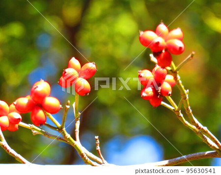 red nut red nut 95630541