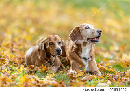 Two dogs obediently sit in the park in autumn leaves Two dogs obediently sit in the park in autumn leaves 95631932