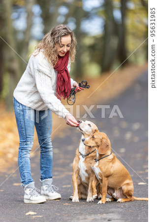 A young woman feeds her two dogs treats for obedient behavior 95631985
