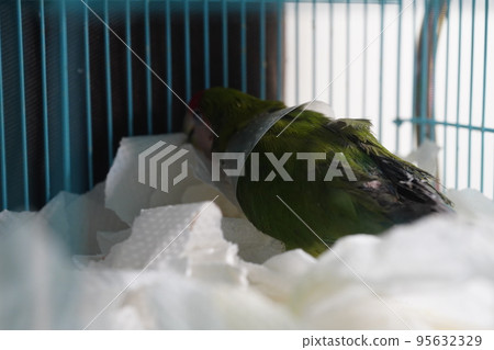 獸醫 獸醫 95632329