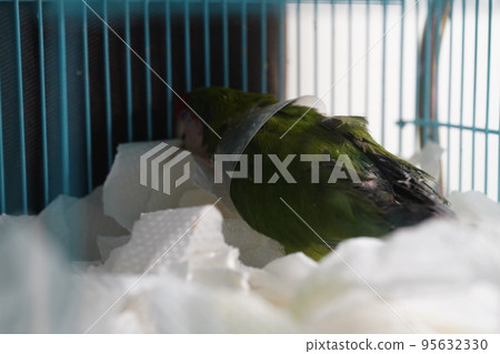 獸醫 獸醫 95632330
