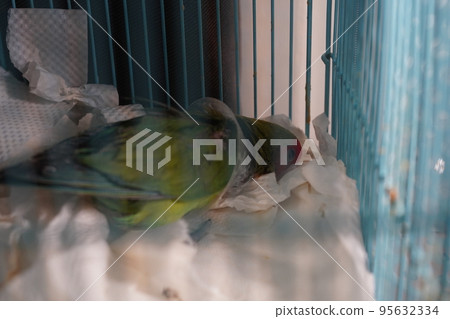 veterinary veterinary 95632334