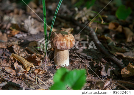 Single Boletus mushroom in the wild. Porcini mushroom grows on the forest floor at autumn season.. Single Boletus mushroom in the wild. Porcini mushroom grows on the forest floor at autumn season.. 95632404