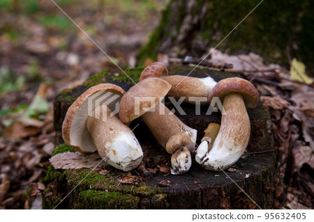 Several boletus mushroom in the wild. Porcini mushroom (Boletus aereus) on old fungy hemp in forest at autumn season.. Several boletus mushroom in the wild. Porcini mushroom (Boletus aereus) on old fungy hemp in forest at autumn season.. 95632405