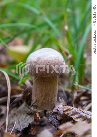Boletus mushroom in the wild. Porcini mushroom grows on the forest floor at autumn season.. 95632406