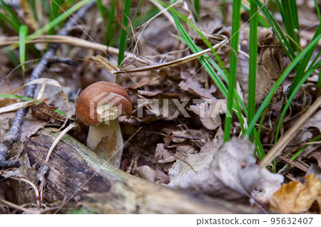 Boletus mushroom in the wild. Porcini mushroom grows on the forest floor at autumn season.. Boletus mushroom in the wild. Porcini mushroom grows on the forest floor at autumn season.. 95632407