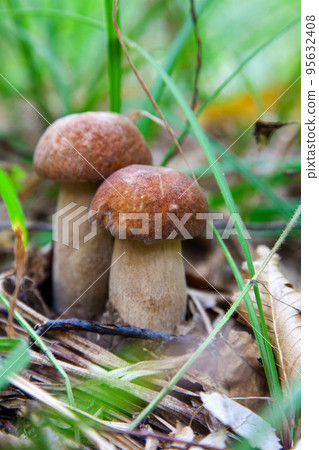 Mushroom family of boletus mushroom in the wild. Porcini mushroom grows on the forest floor at autumn season.. Mushroom family of boletus mushroom in the wild. Porcini mushroom grows on the forest floor at autumn season.. 95632408