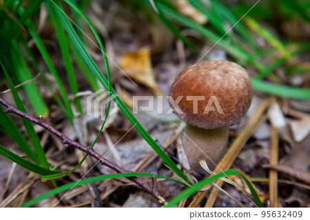Boletus mushroom in the wild. Porcini mushroom grows on the forest floor at autumn season.. Boletus mushroom in the wild. Porcini mushroom grows on the forest floor at autumn season.. 95632409