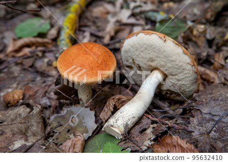 Red boletus mushroom in the wild. Red boletus mushroom grows on the aspen forest floor at autumn season.. Red boletus mushroom in the wild. Red boletus mushroom grows on the aspen forest floor at autumn season.. 95632410